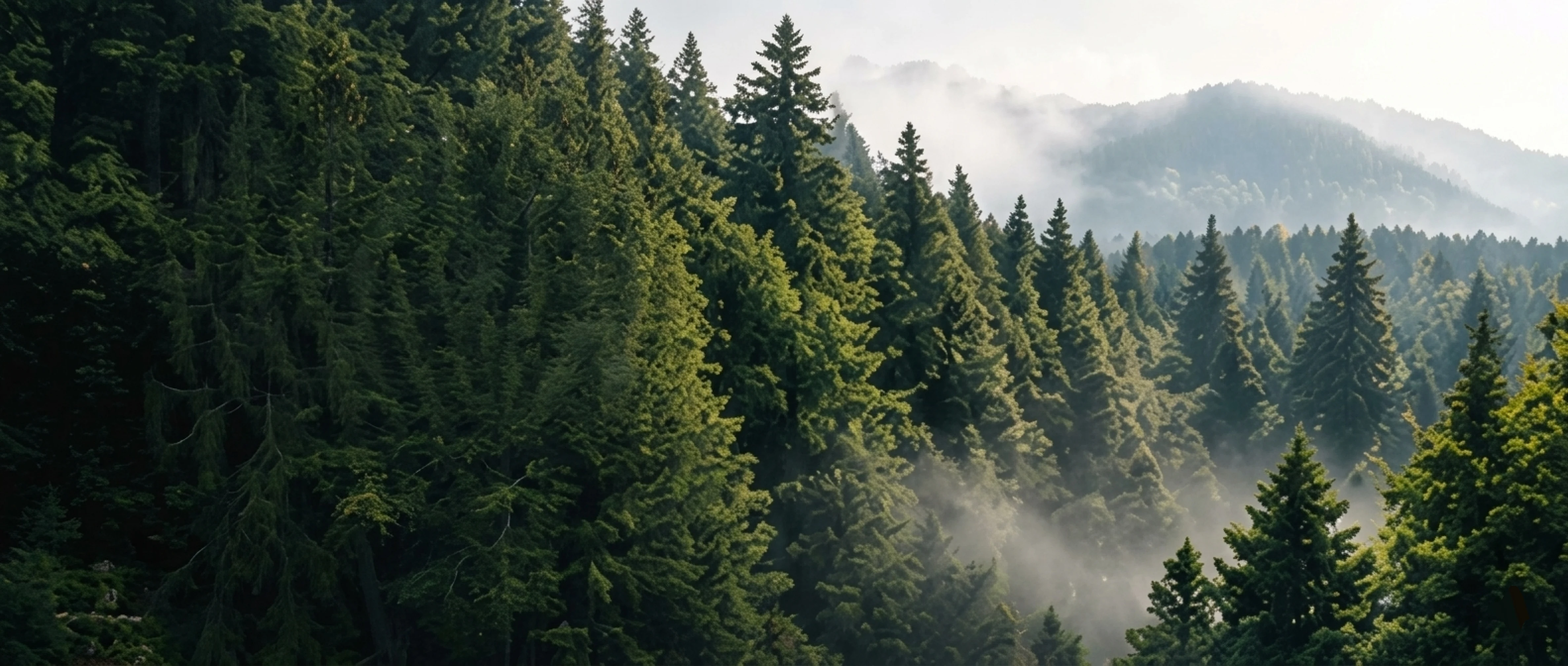 Misty pine forest representing Avalon manufacturing