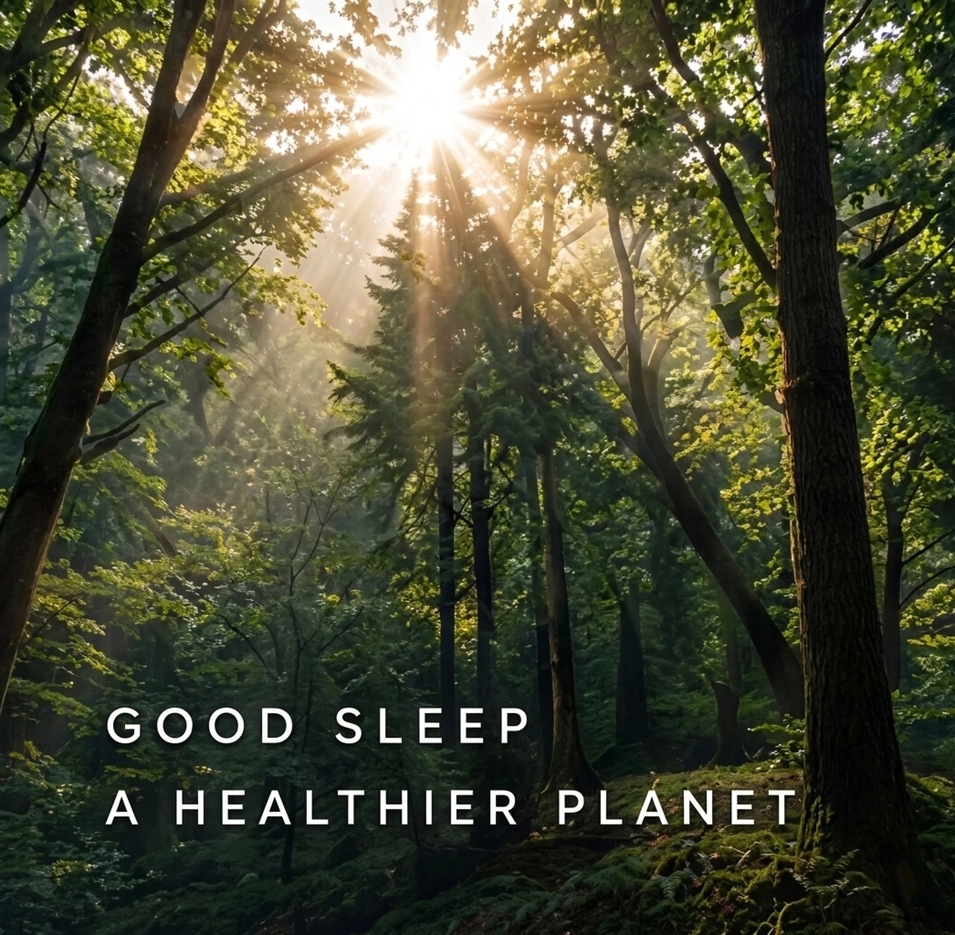 Sunlit forest with the words Good Sleep, A Healthier Planet